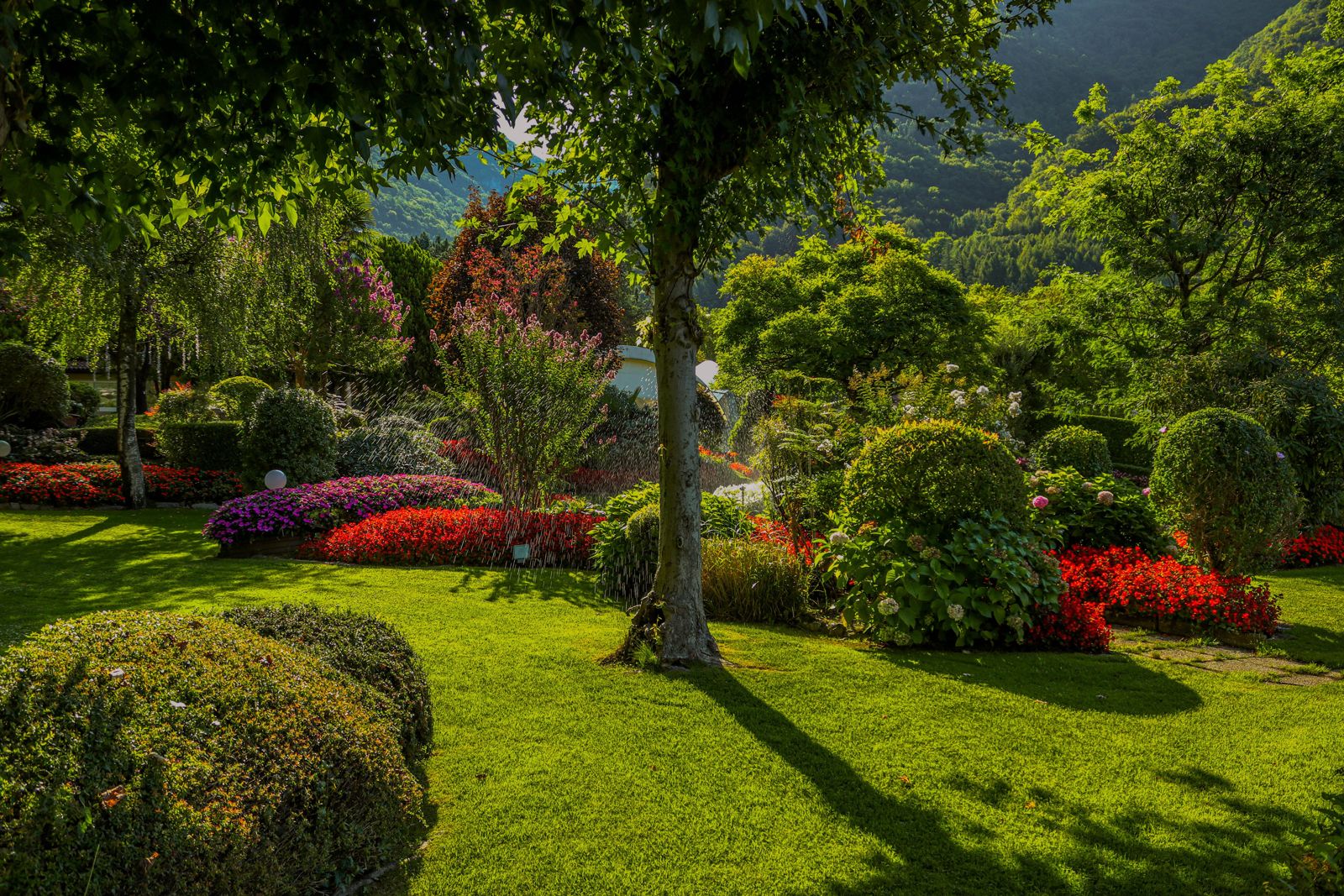 Jardín con césped, macizos de flores rojas y arbustos recortados bajo la luz de la tarde
