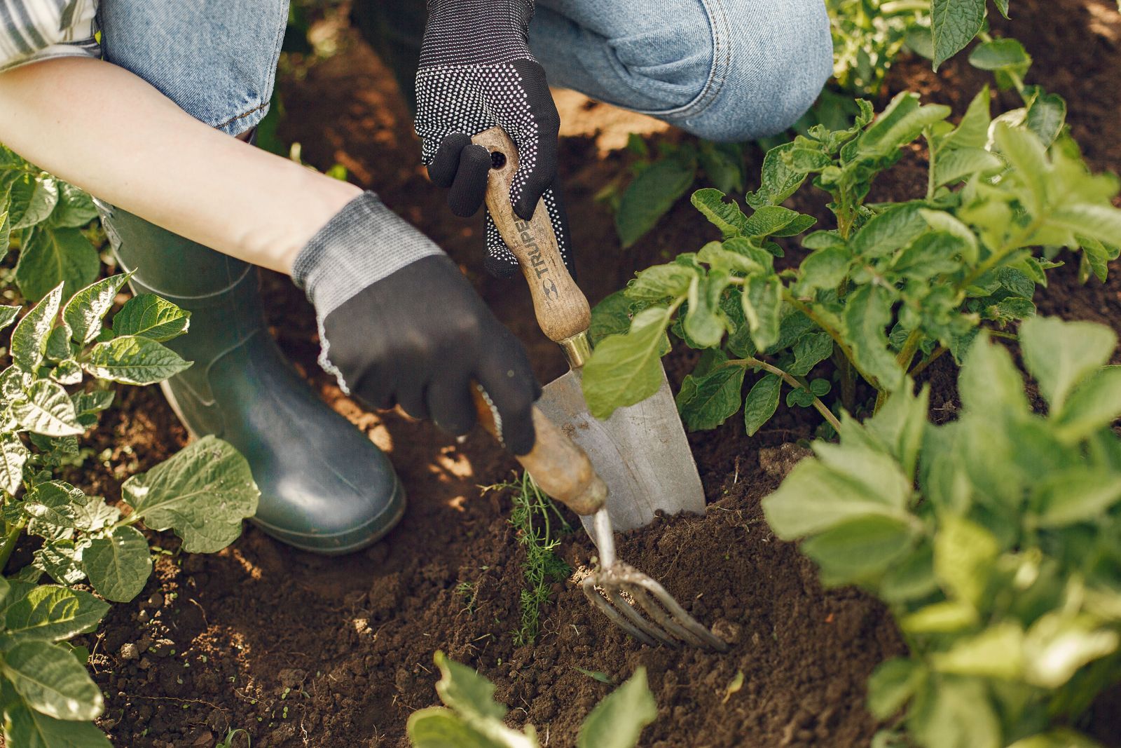 Trabajo de tierra con pala de mano y horquilla entre plantas
